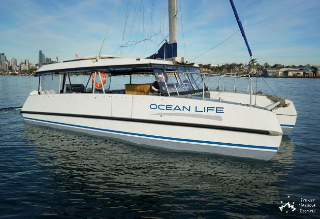 01   Ocean Life 2025 